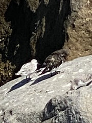 Arenaria melanocephala