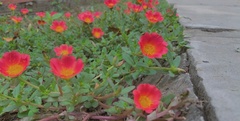 Portulaca umbraticola