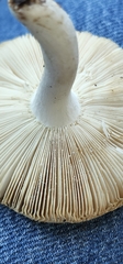 Amidella