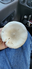 Amidella