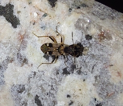 Beosus maritimus
