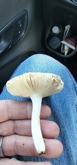 Amidella