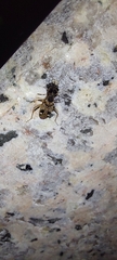 Beosus maritimus