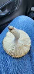 Amidella