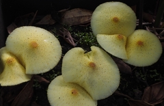 Leucocoprinus birnbaumii