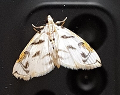 Neurophyseta