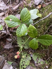 Rubus hispidus