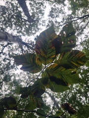 Litylenchus crenatae