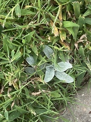 Golovinomyces sordidus