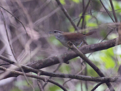 Thryophilus rufalbus