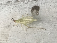 Oecanthus varicornis