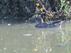 Anas crecca carolinensis