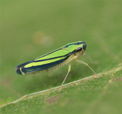 Cicadellini