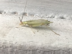 Oecanthus varicornis