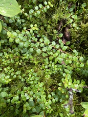 Gaultheria hispidula