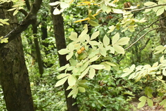 Carya myristiciformis