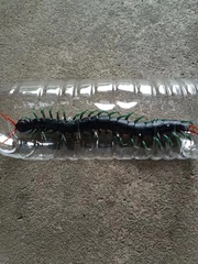 Scolopendra cataracta