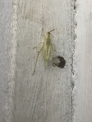 Oecanthus varicornis