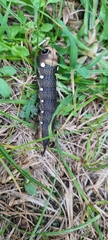 Xylophanes falco