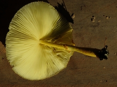 Leucocoprinus birnbaumii