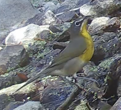Icteria virens