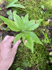 Lysimachia borealis