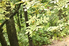 Carya myristiciformis