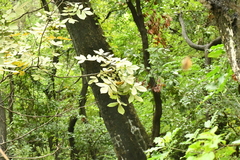 Carya myristiciformis