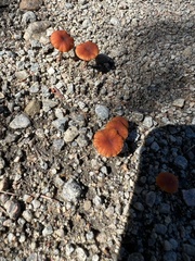 Heimiomyces tenuipes