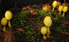 Leucocoprinus birnbaumii