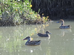 Anas crecca carolinensis