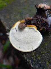 Ganoderma