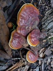 Ganoderma