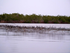 Rynchops flavirostris