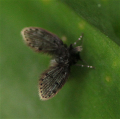 Psychodidae