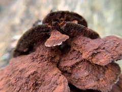 Fuscoporia