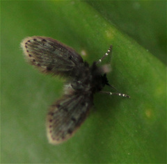 Psychodidae