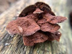 Fuscoporia