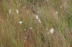 Eriophorum angustifolium