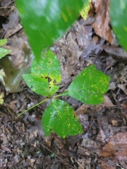 Toxicodendron
