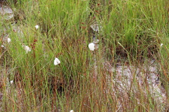 Eriophorum angustifolium