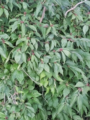 Lonicera