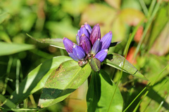 Gentiana andrewsii