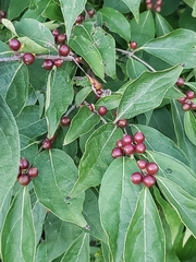 Lonicera