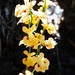 Utricularia fulva - Photo (c) QuestaGame, some rights reserved (CC BY-NC-ND), uploaded by QuestaGame