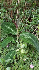 Miconia calvescens