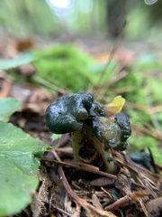 Leotia viscosa