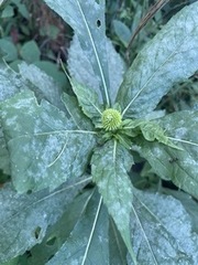 Verbesina alternifolia