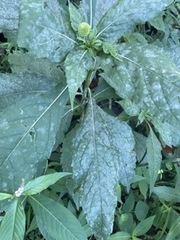 Verbesina alternifolia