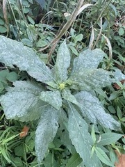 Verbesina alternifolia